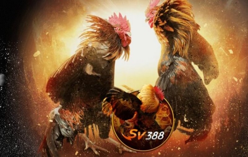 Vnvs388. Com - đường link mới nhất truy cập vào nhà cái sv388 5 Link vào vnvs388. Com nhà cái sv388 là địa chỉ đá gà online hàng đầu hiện nay